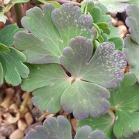 Aquilegia flabellata var. pumila